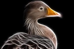 Duck Digital Painting. Best Digital Tools for Painting Artists - Yarnell School Online